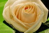 day-old rose buttonhole2