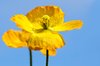 Yellow poppies