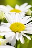 daisies macro