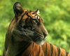 Sumatran Tiger