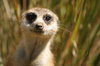 Meerkat