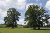 English parkland