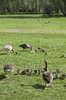 Meet the neighbours