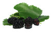 mulberry