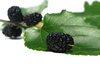 mulberry
