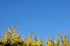 Blue Sky Bottom Border