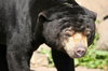 Grumpy Sun Bear