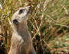 Meerkat Looking Up