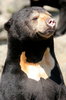 Sun Bear