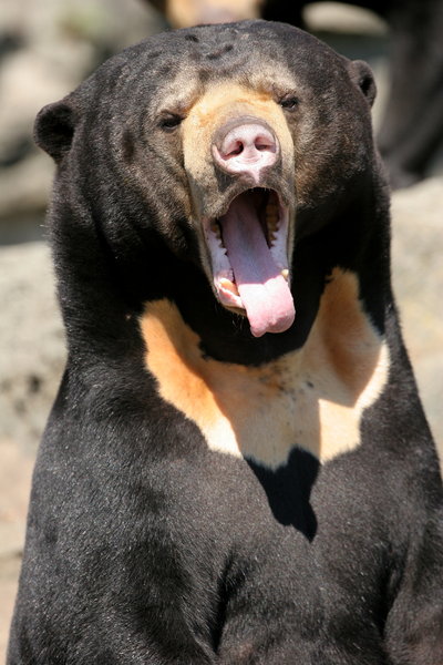 Sun Bear Tongue