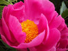 Pink Peonies