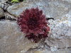 Rose Shaped Cactus