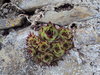 Rose Shaped Cactus
