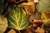 Autumn Leaf