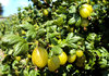 Gooseberries