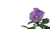 Solanum rantonnetii