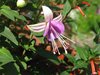 white-pink fuchsia