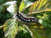 caterpillar