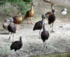 bird varieties
