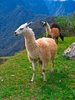 Machu Picchu Llama