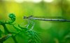 Shy Dragonfly