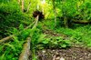 Fallen Trees