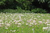 Clover Meadow
