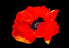 Red Poppies