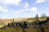 Drystone wall landscape 3