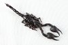 Black Scorpion Close-up