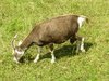 hungry goat