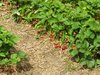 ripe organic strawberries