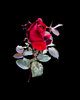Red, Red Rose