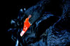 Cygnus