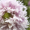 Fluffy pink poppy