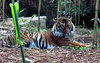 relaxed tiger1