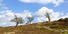 Moorland trees