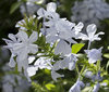 Plumbago flowers