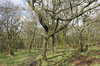 Forest in early spring