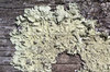 Lichen