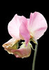 Delicate Pink Sweetpea