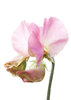 Pink Sweetpea