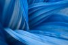 Veratrum Macro