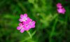 Pink Flowers