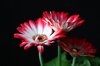 gerbera