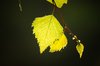 Green Leaf