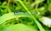 Damselfly