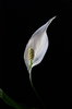 calla