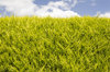 Leylandii hedge