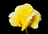 Raindrops on Roses